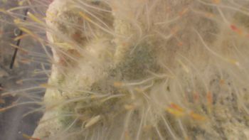 Media type: image;   Invertebrate Zoology 153512 Description: live specimen;